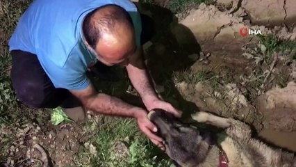 Uzun süredir aradığı köpeğine araç çarptığını görünce gözyaşlarına boğuldu