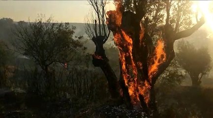 Orman yangınında zeytin ağaçları kül oldu