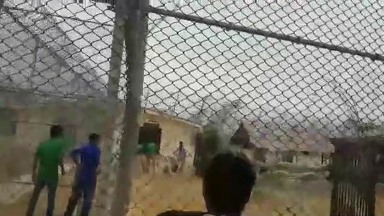 Lion Attack on Human : Tiger Attack on Human : Man eaten by Lion : ataque de leones a personas : ataque de Tigre