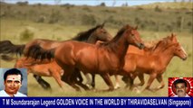 Old Is Gold (evergreen) T M Soundararajan Legend Vol 229   horse  song  2,
