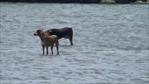 Sıcaktan bunalan köpekler denize girdi