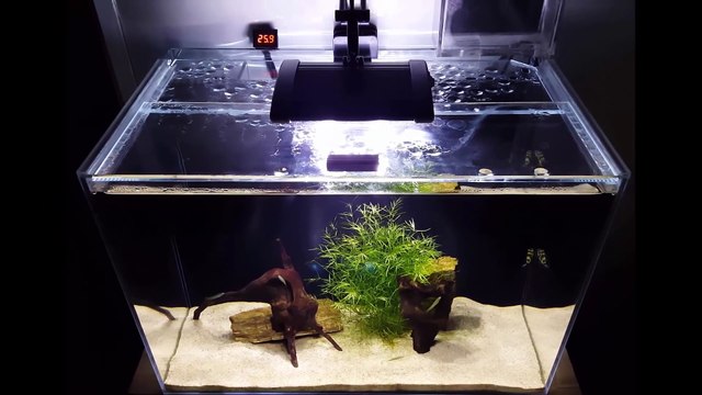 Amazon Puffer, DIY Internal sump, Rule of Thirds, DIY Auto Top Off, DIY Digital Thermometer