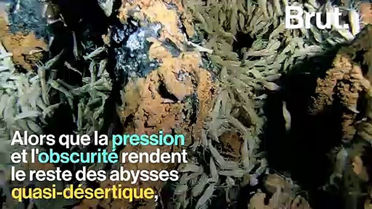 Dans les profondeurs des abysses, une étrange cheminée à l'origine de la vie sur Terre ?