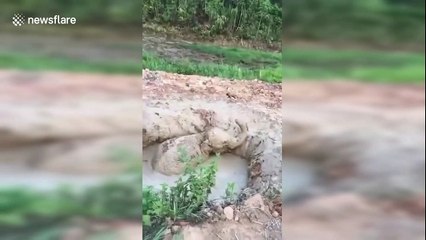 Baby elephant gets stuck in 2-metre-deep mud hole in China