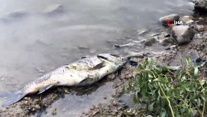 Bayramhacılı Barajında Tedirgin Eden Görüntüler...