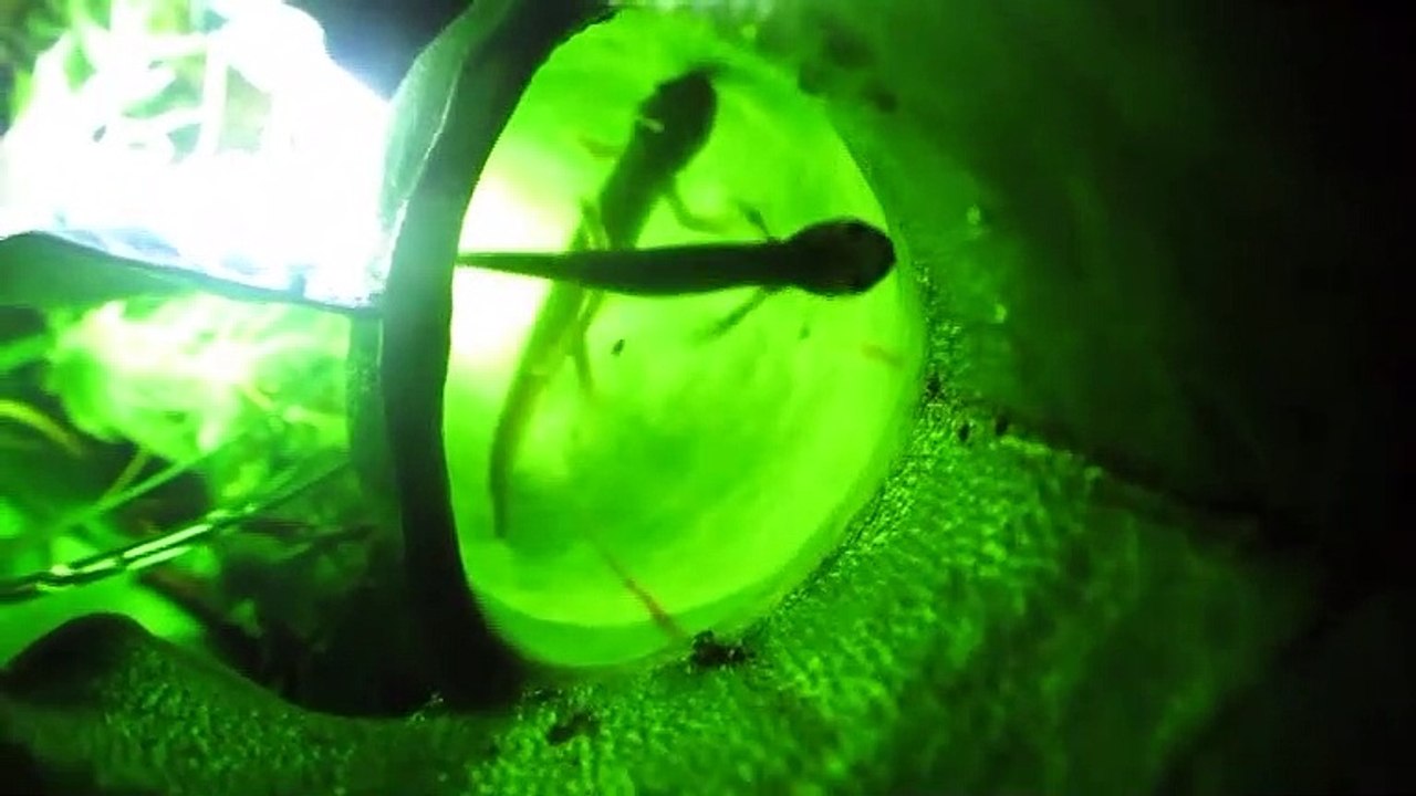 Metamorphic Spotted Salamanders Trapped Inside Northern Pitcher Plant