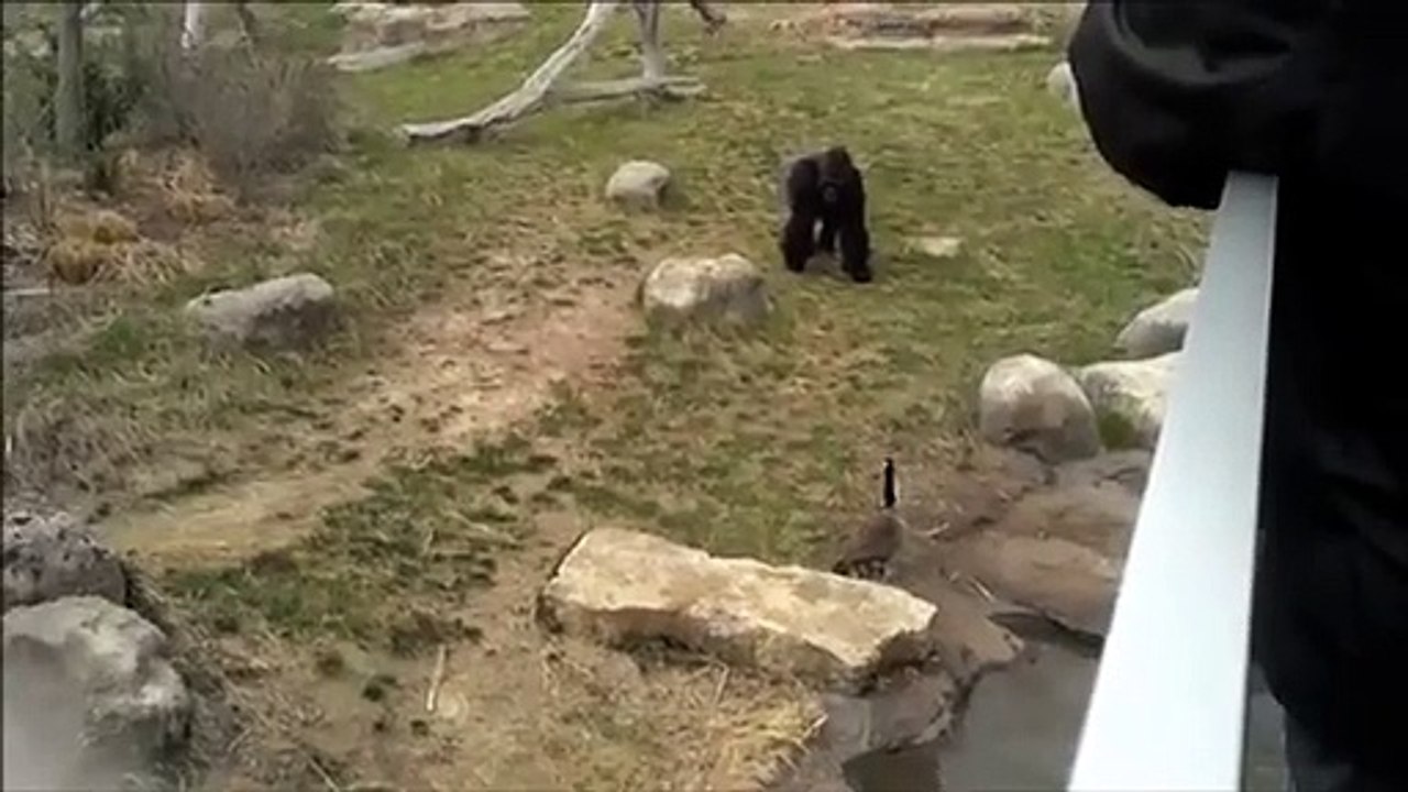 Une oie affronte et effraye un énorme gorille