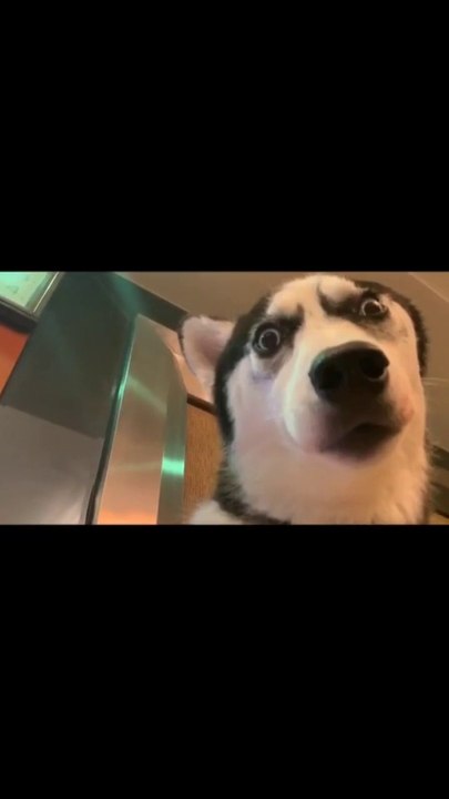 Tik Tok China Daily Trending Videos #20190610 抖音每日热门视频
