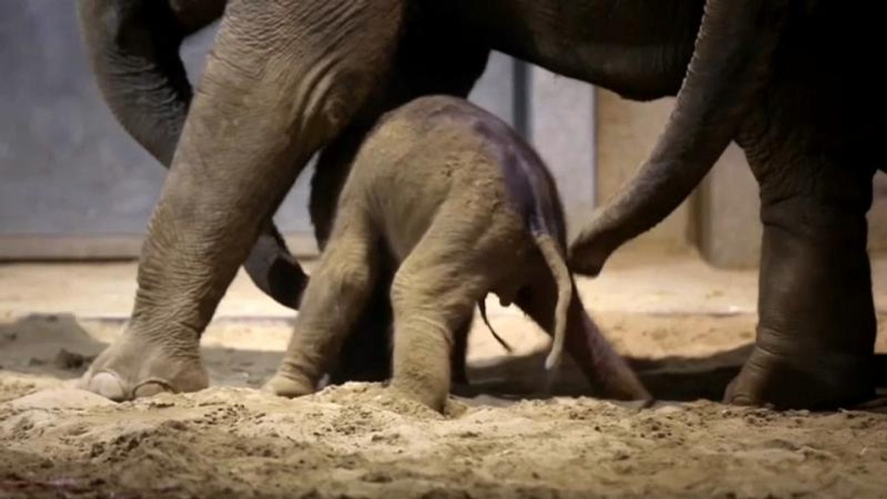 Belgio, fiocco rosa allo zoo: è un'elefantina di una specie minacciata