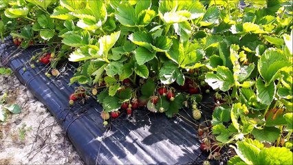 Revigny-sur-Ornain. La cueillette des fraises en pleine forme