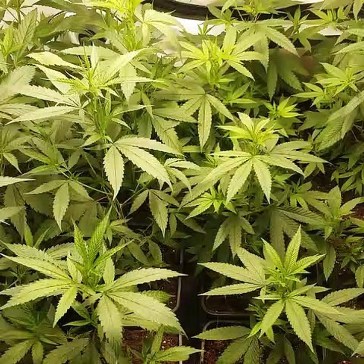 CBD Strains from Switzerland