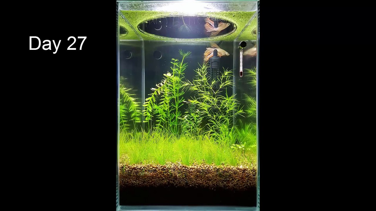 No Filter, No CO2, No Ferts, Mini Planted Tank - 2 Months Progress