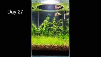 No Filter, No CO2, No Ferts, Mini Planted Tank - 2 Months Progress