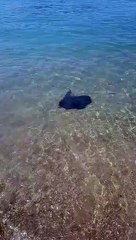 Marseille : une raie aperçue très proche de la plage du Roucas-Blanc