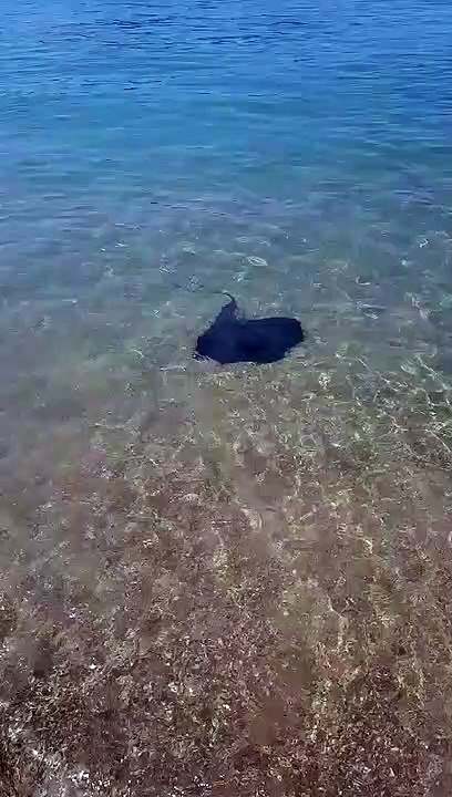 Marseille : une raie aperçue très proche de la plage du Roucas-Blanc