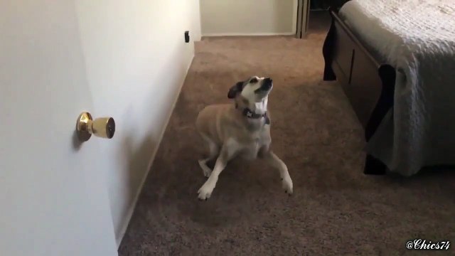 Quando um cão aprende o significado de “queres ir…”