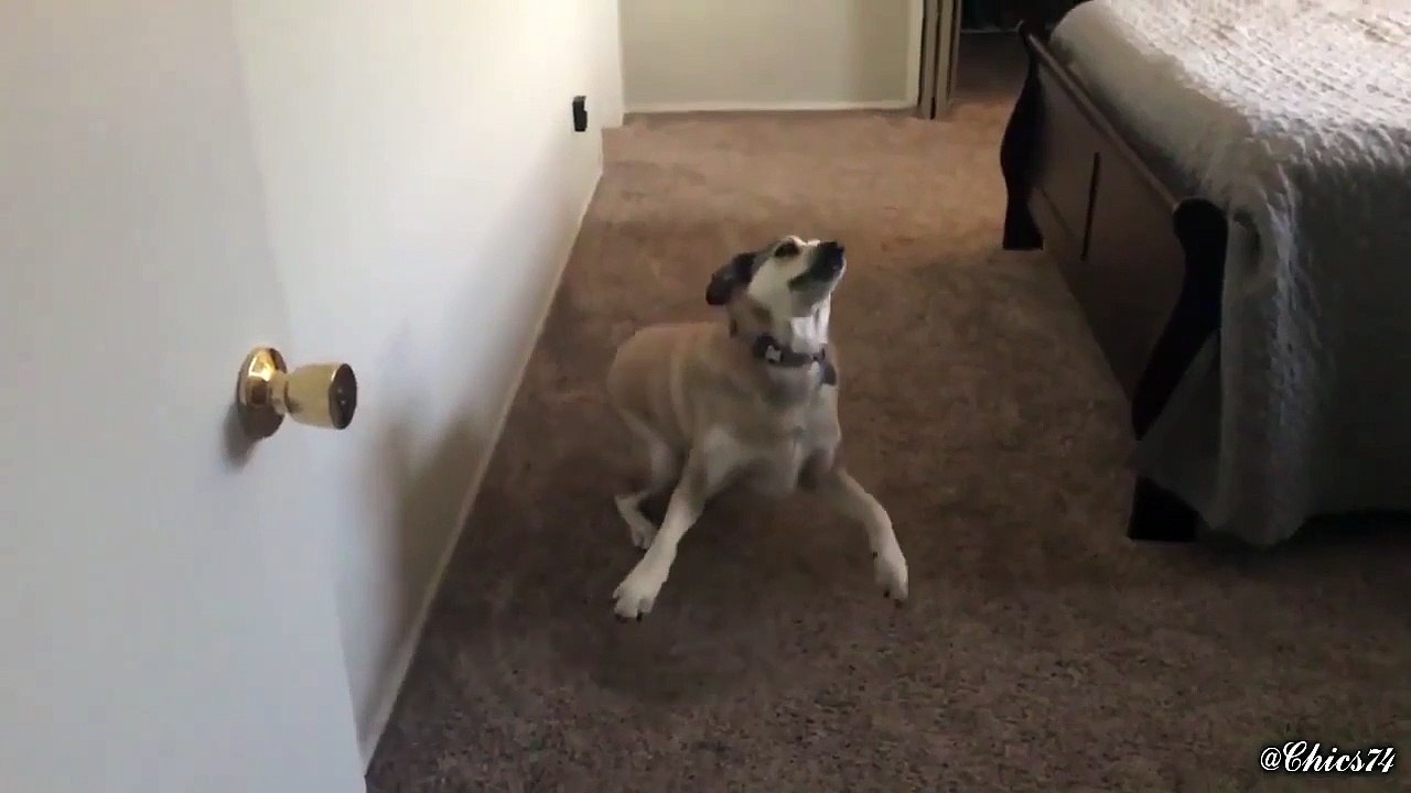 Quando um cão aprende o significado de “queres ir…”