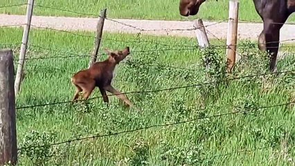 Baby Moose Bound by Barbed Wire