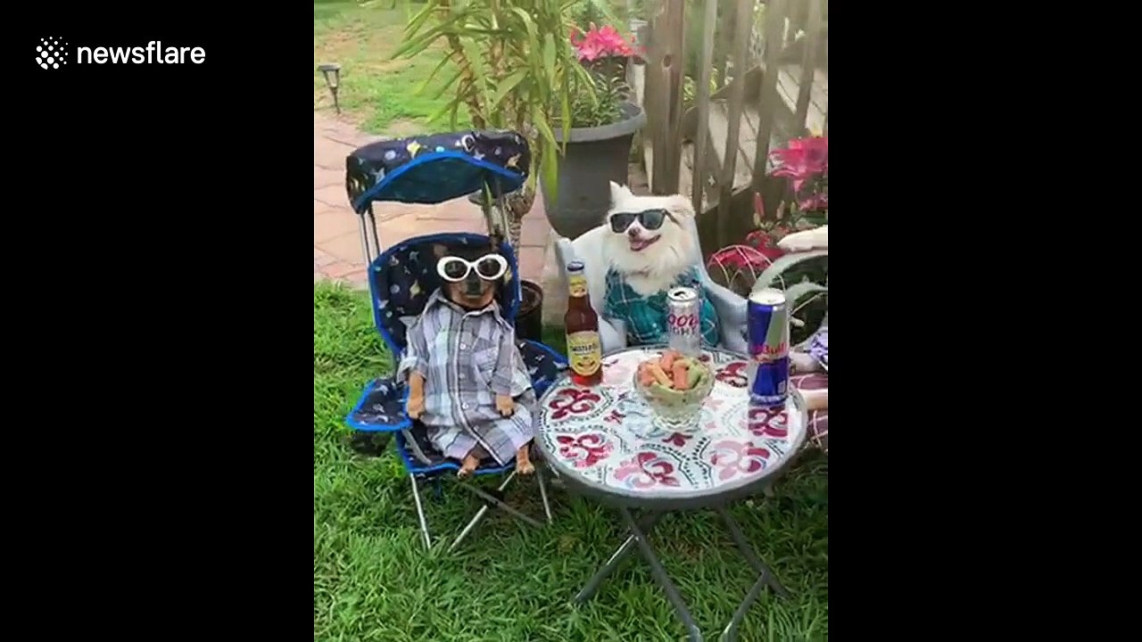 Dogs hold drinks party to enjoy hot weather in New Jersey