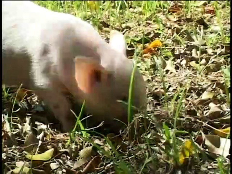 巧虎2005年7月號寶寶版-Qiaohu-2005/07/Baby version