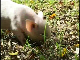 巧虎2005年7月號寶寶版-Qiaohu-2005/07/Baby version