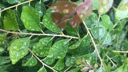 Spicy Pepper Prawns Fry ||  மண் சட்டி சமையல் || Quarantine Cook || Viveka's Kitchen