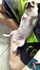 Human Makes a Perfect Pillow