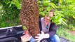 Ces apiculteurs ont été appelés pour récupérer un gros essaim d'abeilles... Impressionnant