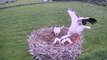 Une maman cigogne jette son petit hors du nid... Selection naturelle