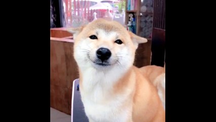 Ce chien vous fait de grands sourires