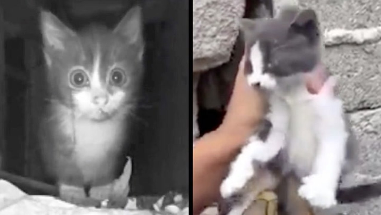 Tiny Kittens In Need Of Help