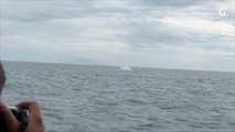 Baleias são flagradas pulando em mar em Vitória