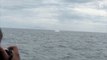 Baleias são flagradas pulando em mar em Vitória