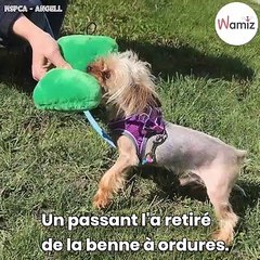 Ce Yorkshire Terrier a été retrouvé dans une benne à ordures