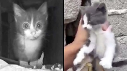 Tiny Kittens In Need Of Help