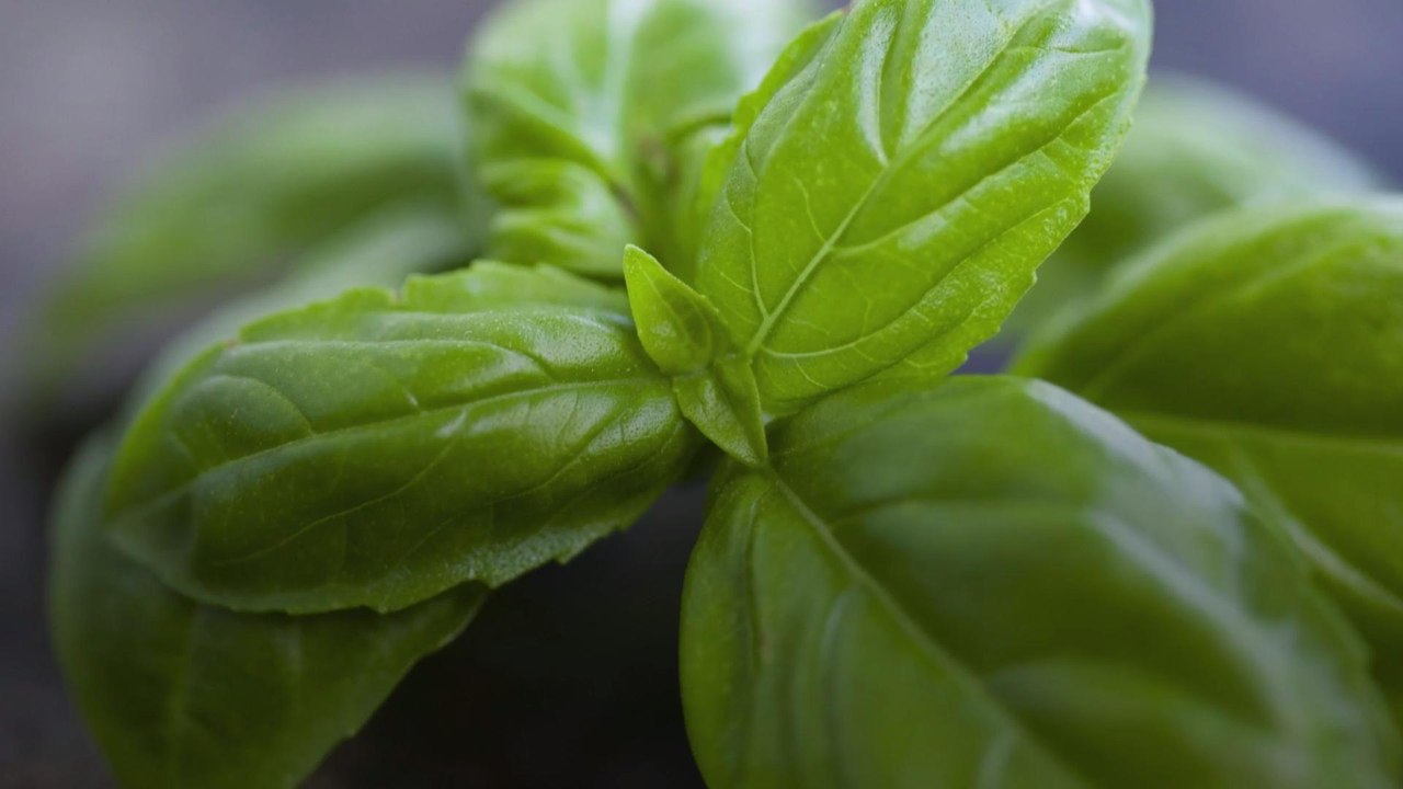 What to Do With Too Much Basil
