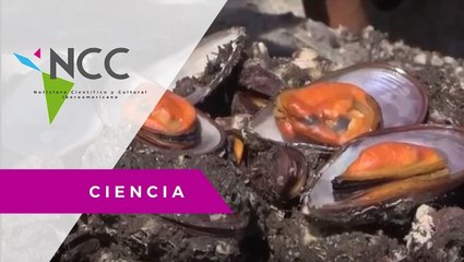 Mi­cro plás­ti­cos, prin­ci­pal con­ta­mi­nan­te del mar en Bra­sil