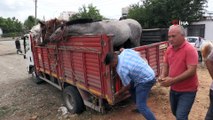Antalya’da fayton dönemi sona erdi, Atlar hayvanat bahçesine teslim edildi
