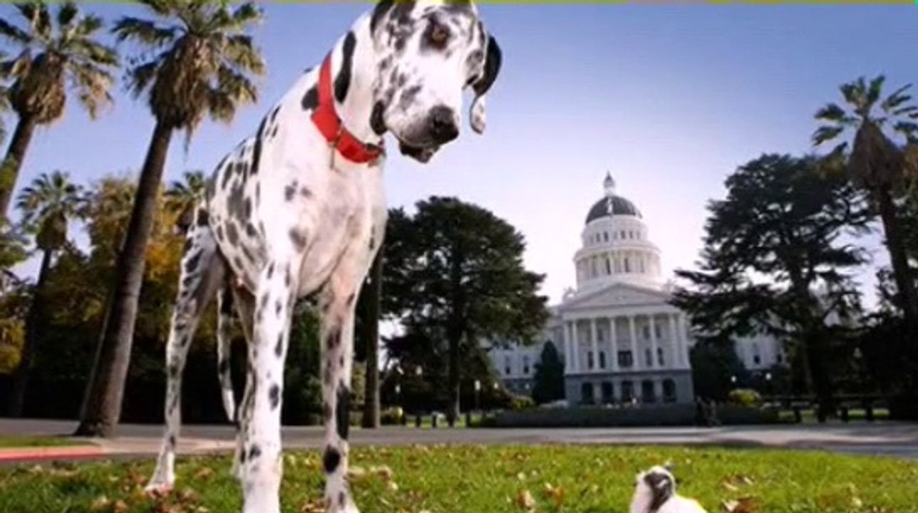 World's biggest and shortest dog meeting each other's