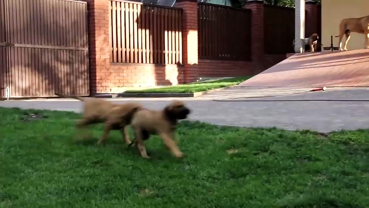 riskiness of the dogs