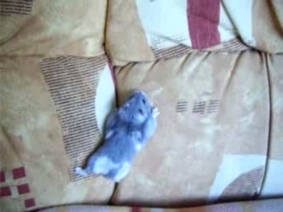 le hamster alpiniste