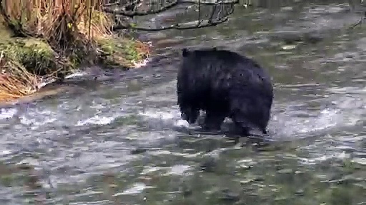Bear In The River