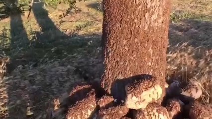 Heuschreckenplage: "sie zerstören alles, was ihnen in den Weg kommt"