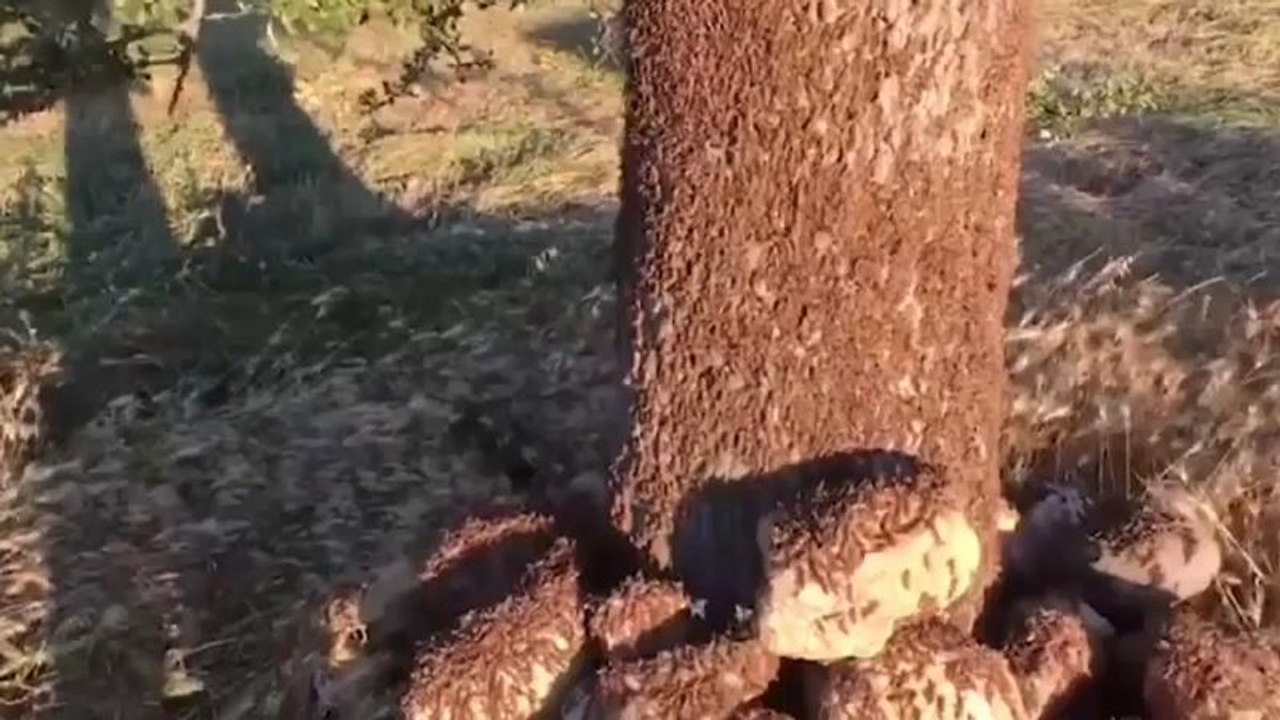 Heuschreckenplage: 'sie zerstören alles, was ihnen in den Weg kommt'