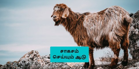 எந்த மலையாக இருந்தாலும் அசால்ட்டாக ஏறும் ஆடு..!
