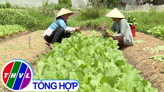 THVL | Nông nghiệp bền vững: Trà Cú sản xuất rau màu an toàn và thích ứng biến đổi khí hậu