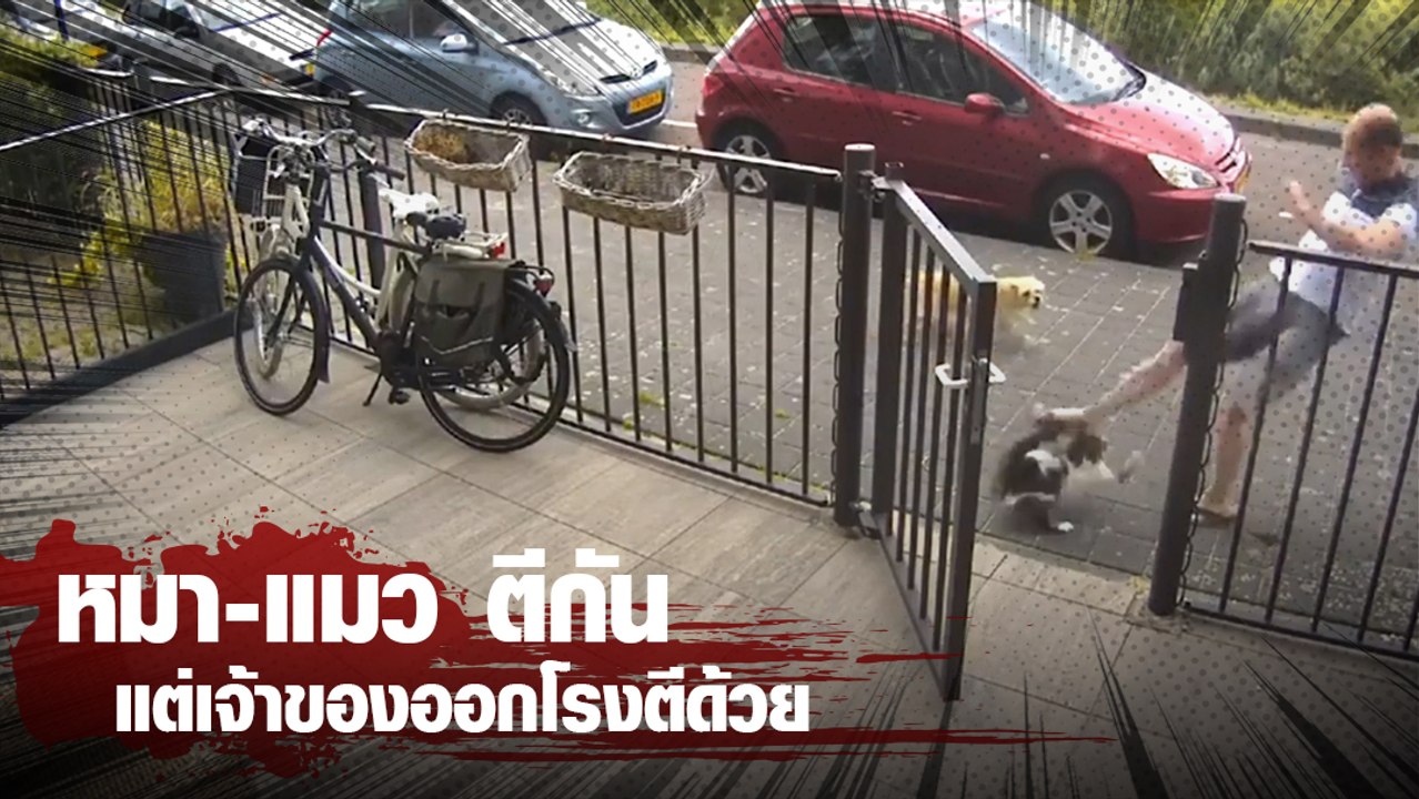 หมา-แมว ตีกัน แต่มันอดขำไม่ได้ เมื่อเจ้าของเพี้...