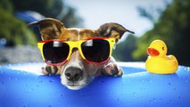 ¿Los perros necesitan protector solar?