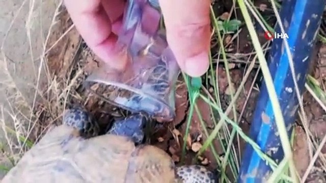 Hayvanseverden alkışlanacak hareket...Sıcaktan bunalan kaplumbağaya bardaktan su içirdi