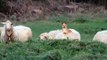 Doggo Makes Sheep Friends -- ViralHog